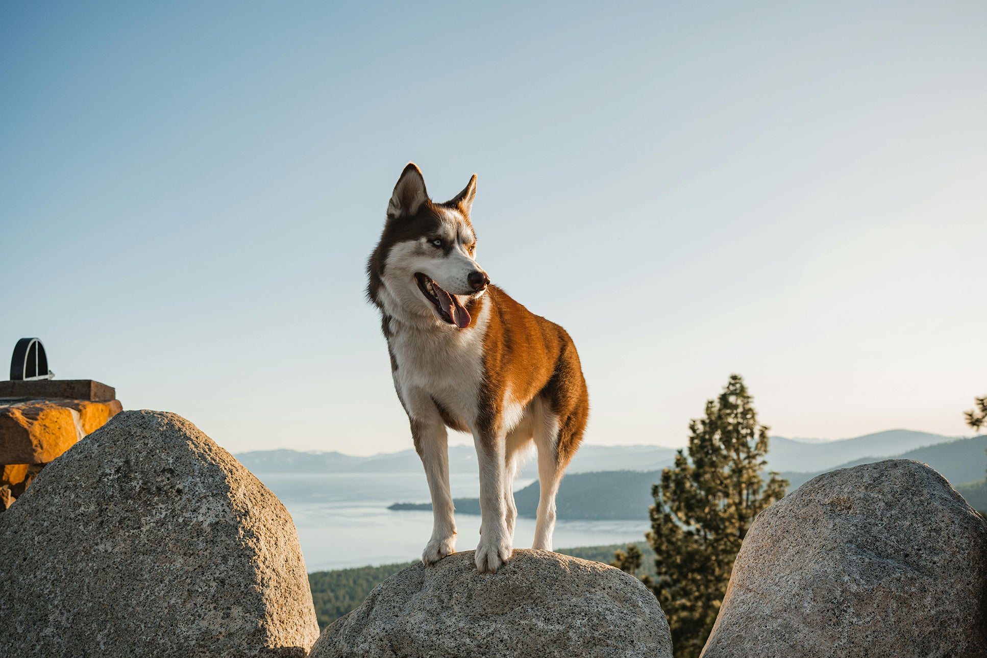 Sports suitable for dogs