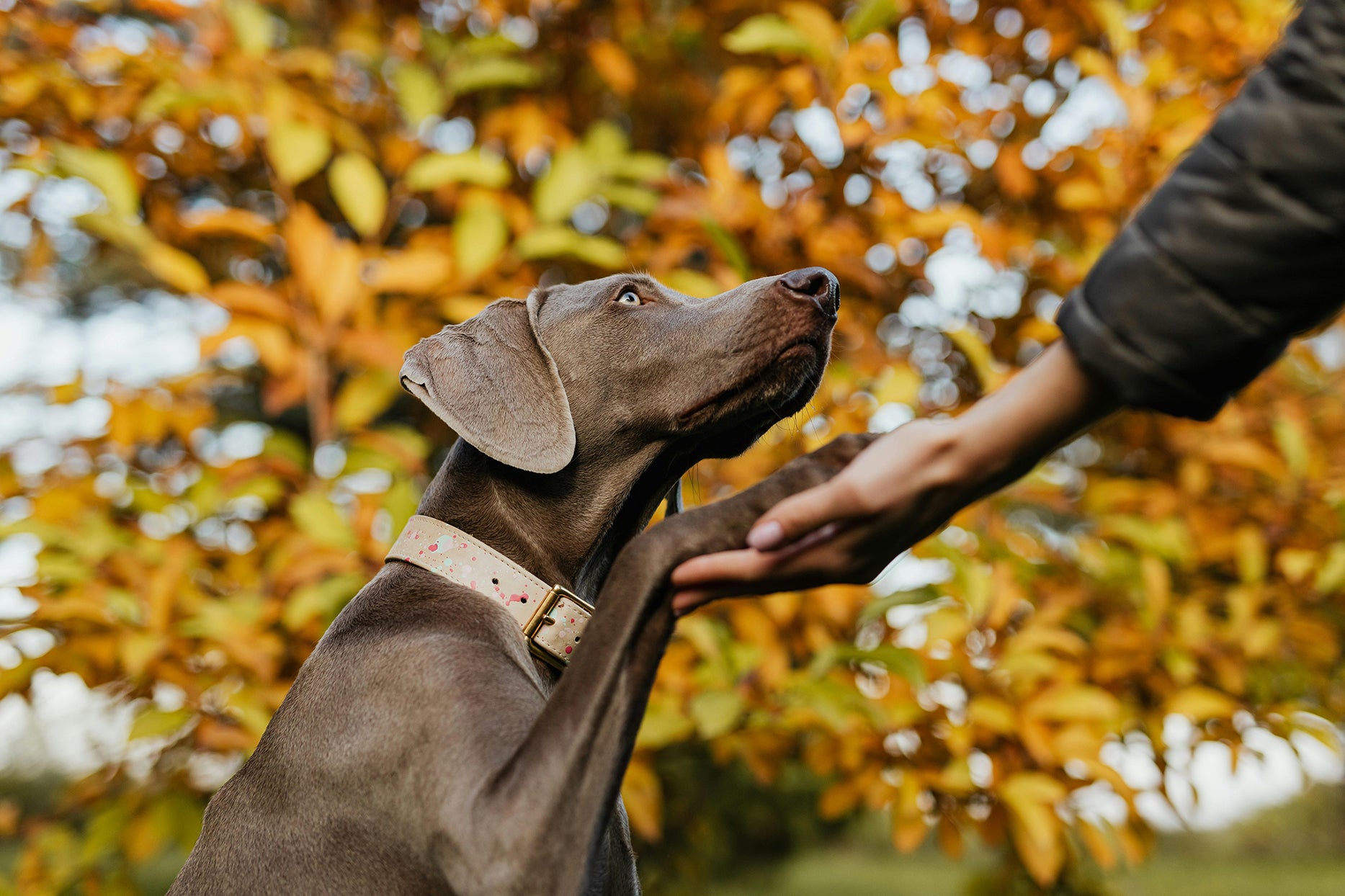 The relationship between dogs and humans