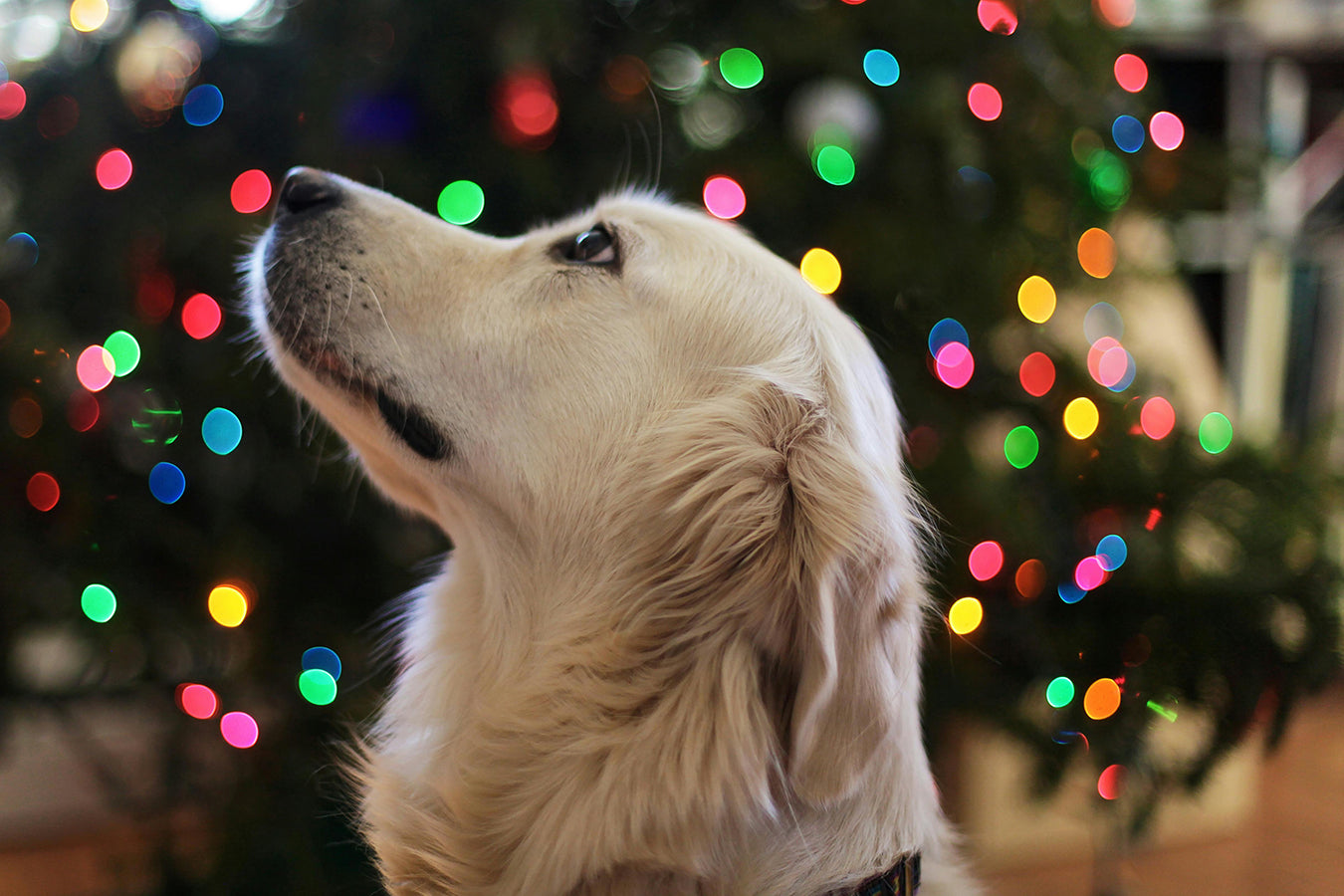 The visual system of dogs