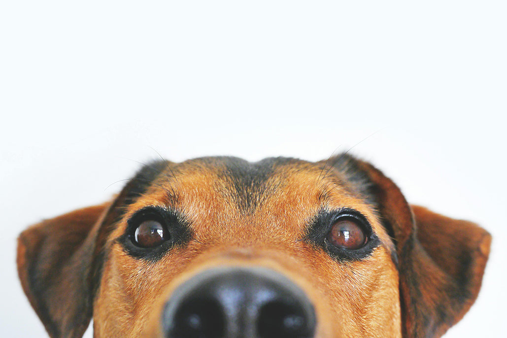 How to Clean Dogs More Effectively