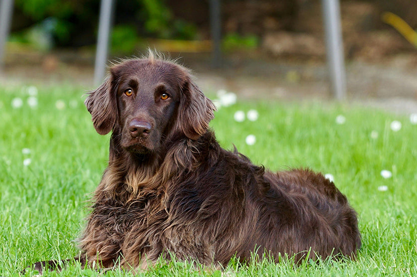 Dog behavior correction techniques