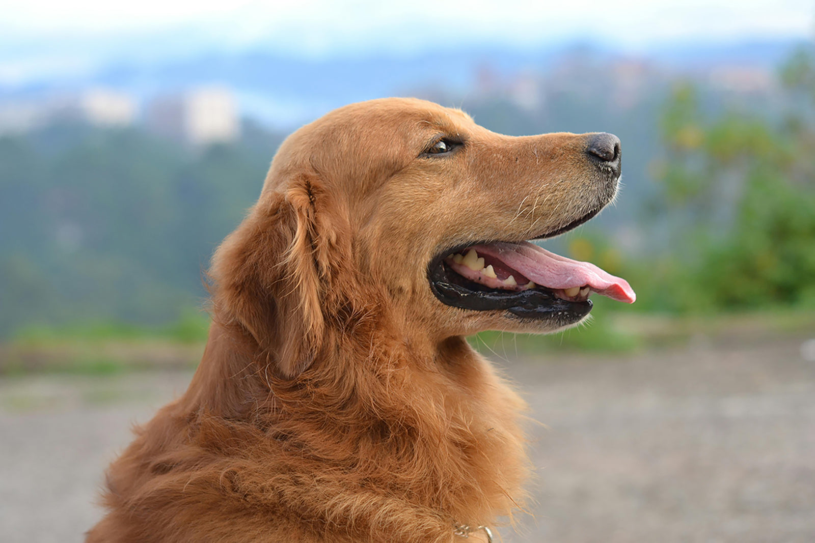 Diet and care for dogs during travel