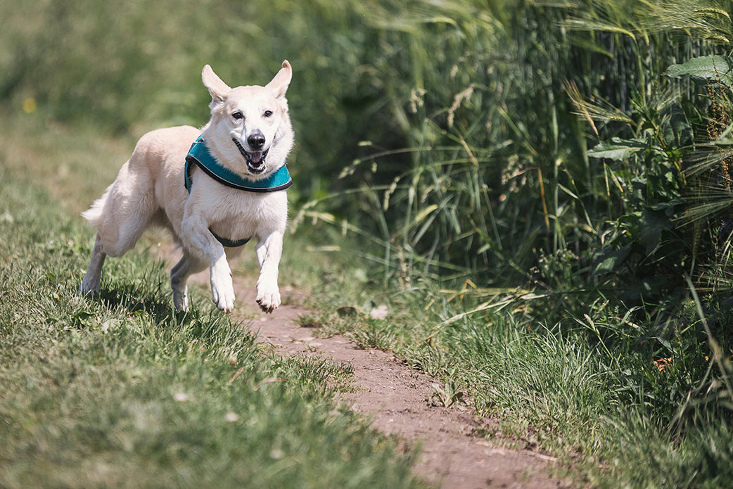 The advantages and challenges of pet adoption