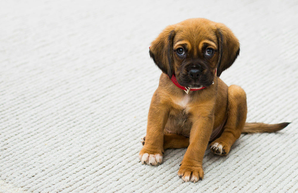 How do dogs understand human emotions