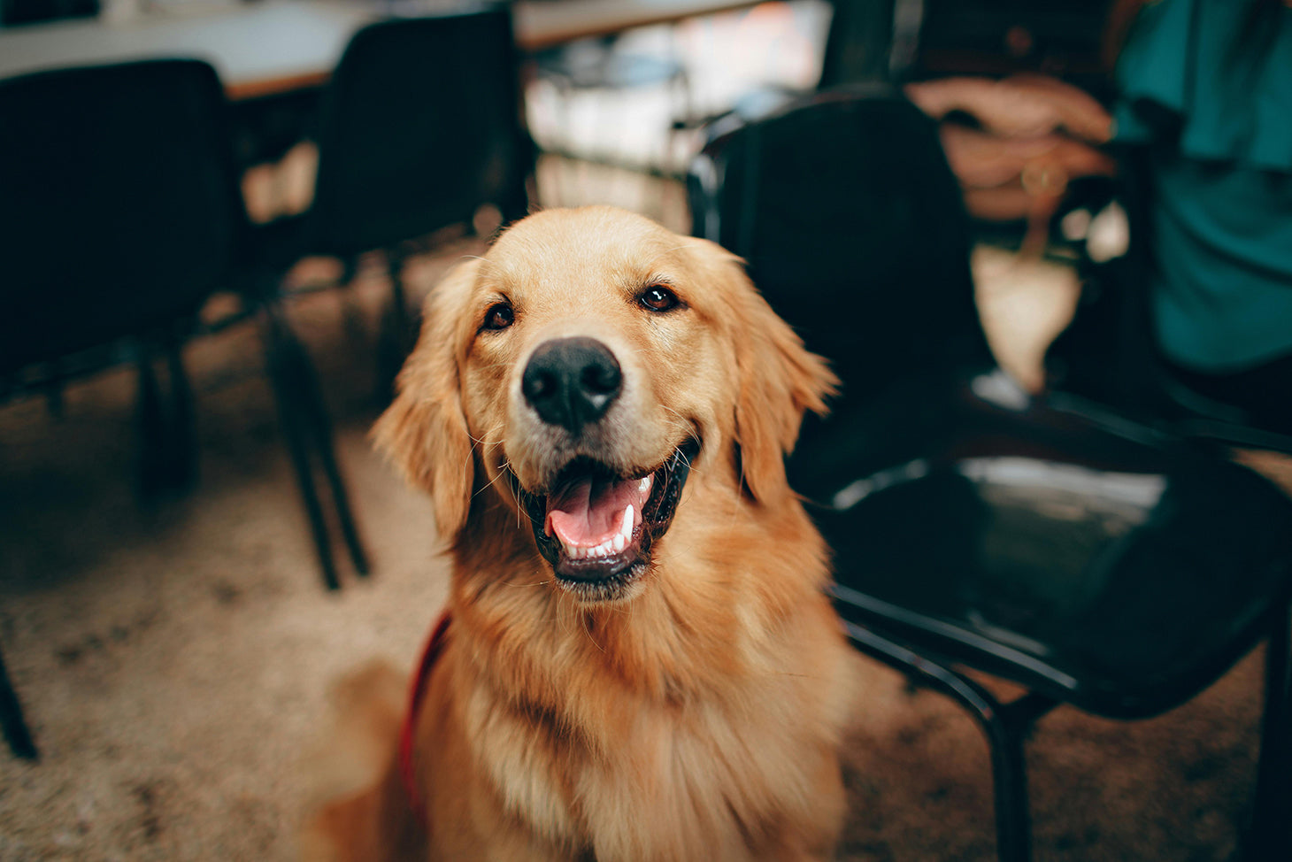 The symbiotic relationship between humans and dogs