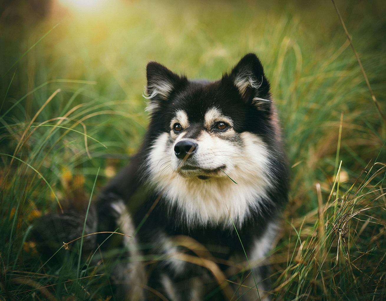 How to Determine Your Dog's Emotions and Needs