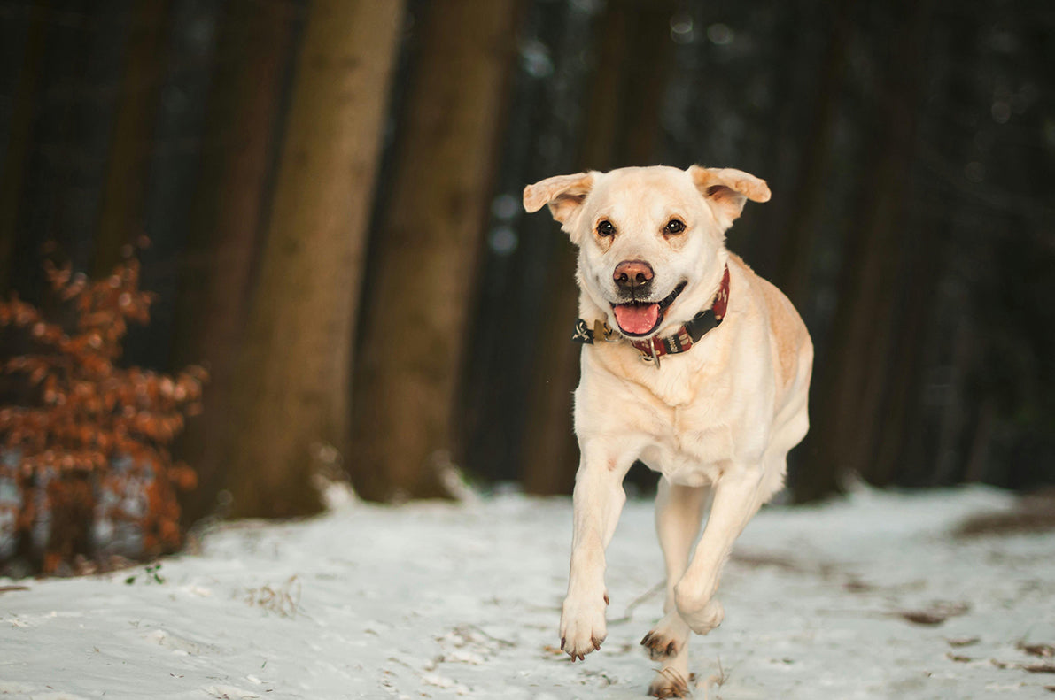 Understanding the lifespan of dogs