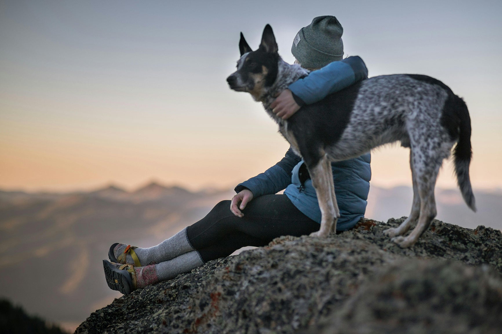 Understand special dogs - working dogs