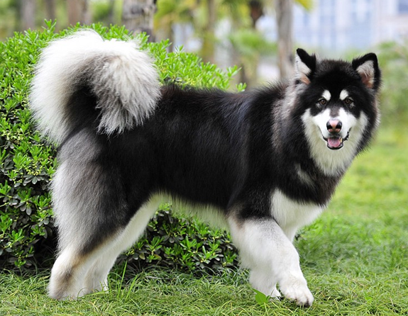 Learn about a Dog Every Day - Alaska