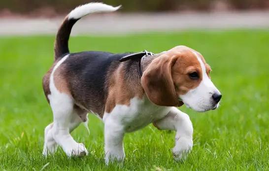 Learn about a Dog Every Day - Beagle