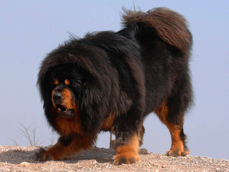 Learn about a Dog Every Day - Tibetan Mastiff Dog