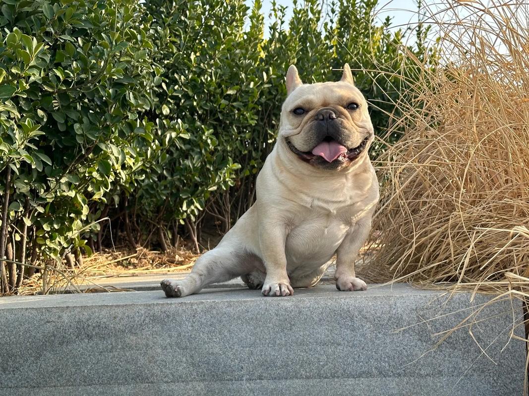 Learn about a Dog Every Day - Bulldogs