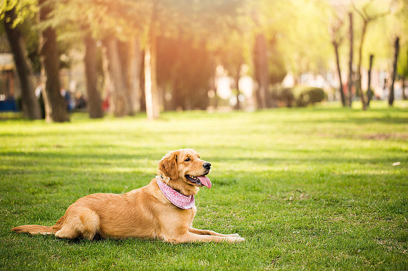 Learn about a Dog Every Day - The Golden Retriever