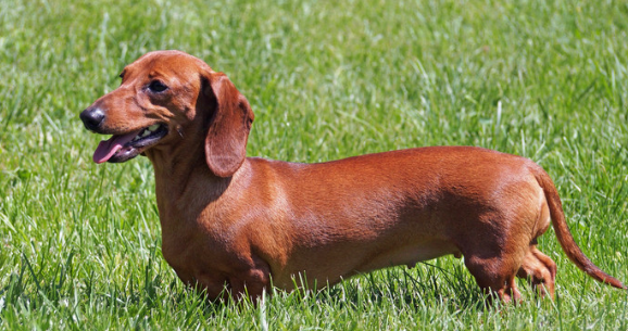 Learn about a Dog Every Day - Dachshund