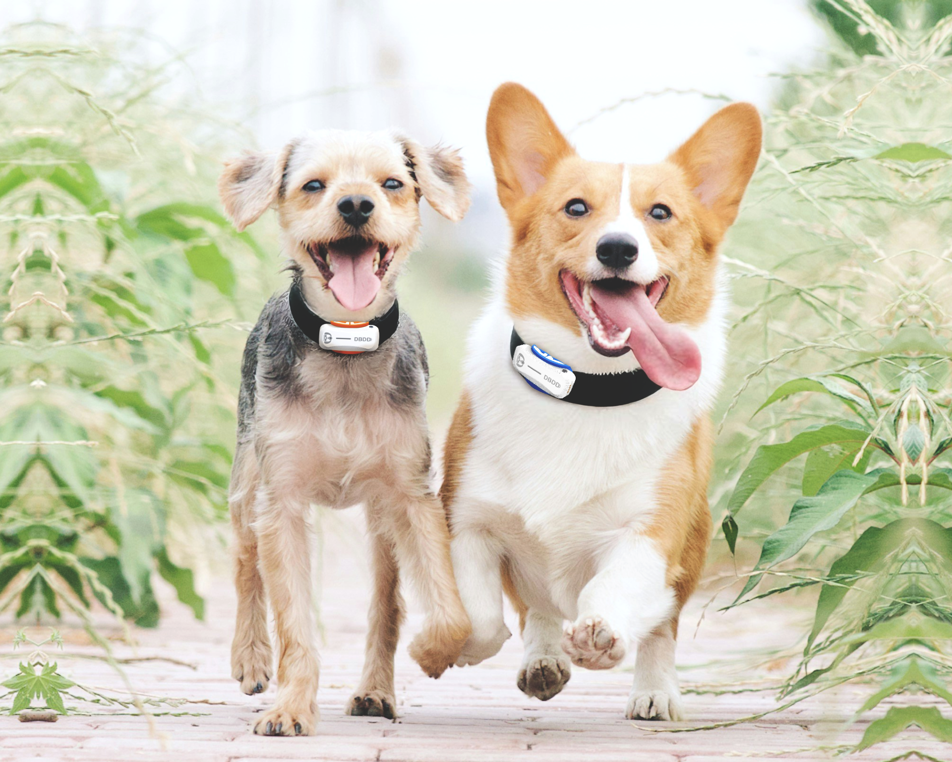 Understanding Your Dog: Everyday Tips for a Happy Pup