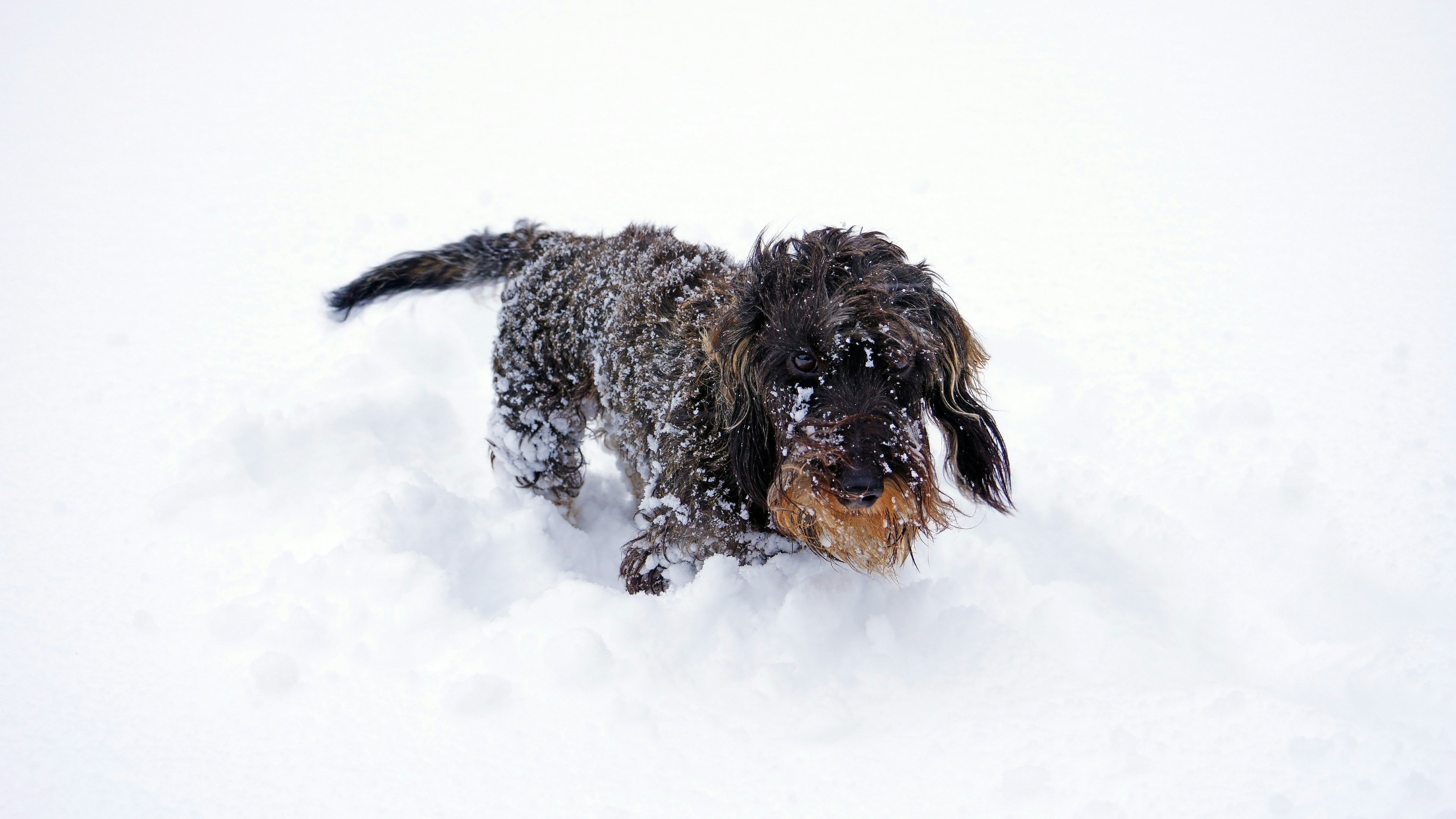 Dog Winter Care Guide