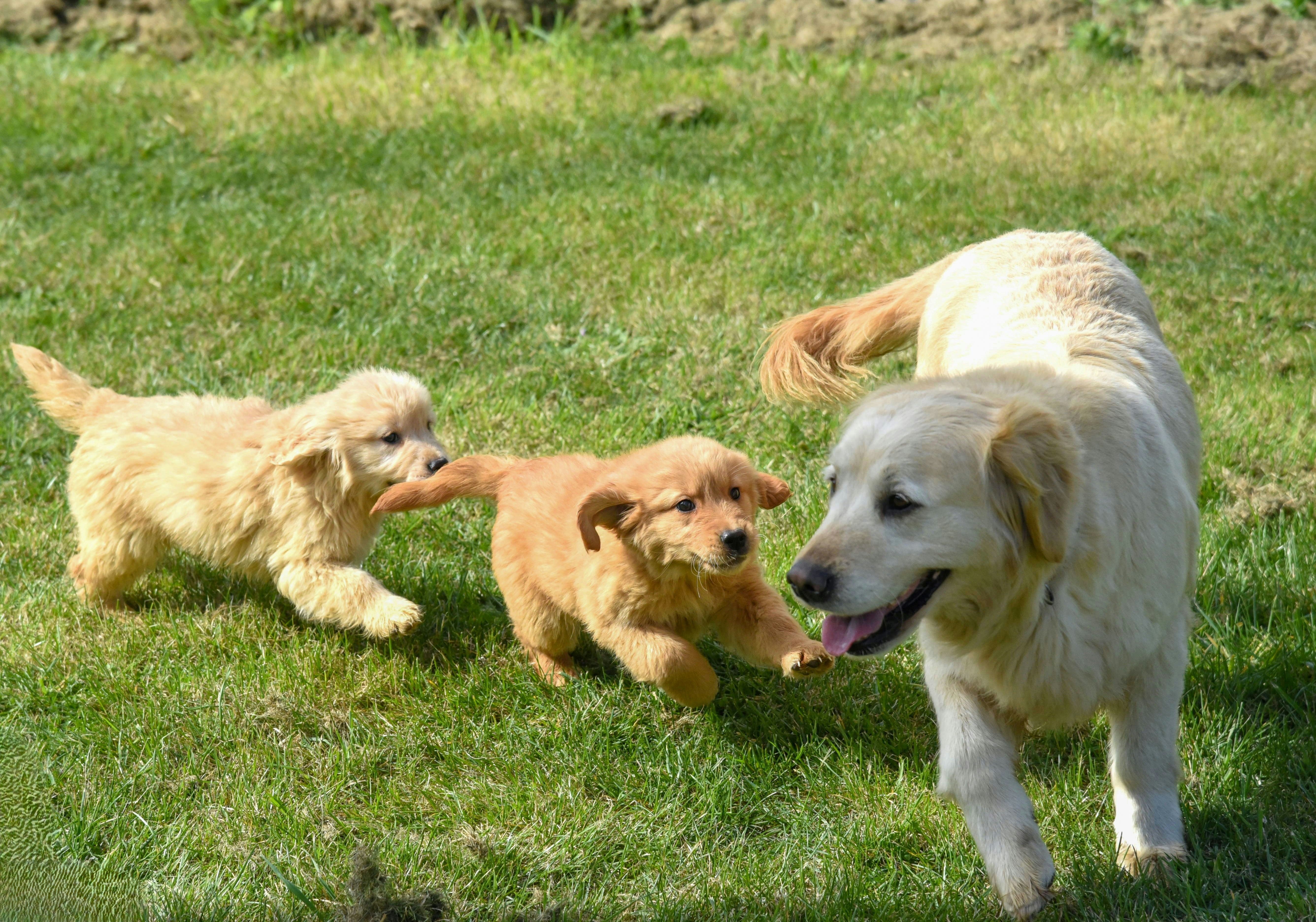 Understanding Your Dog's Behavior: 6 Tips Every Owner Should Know