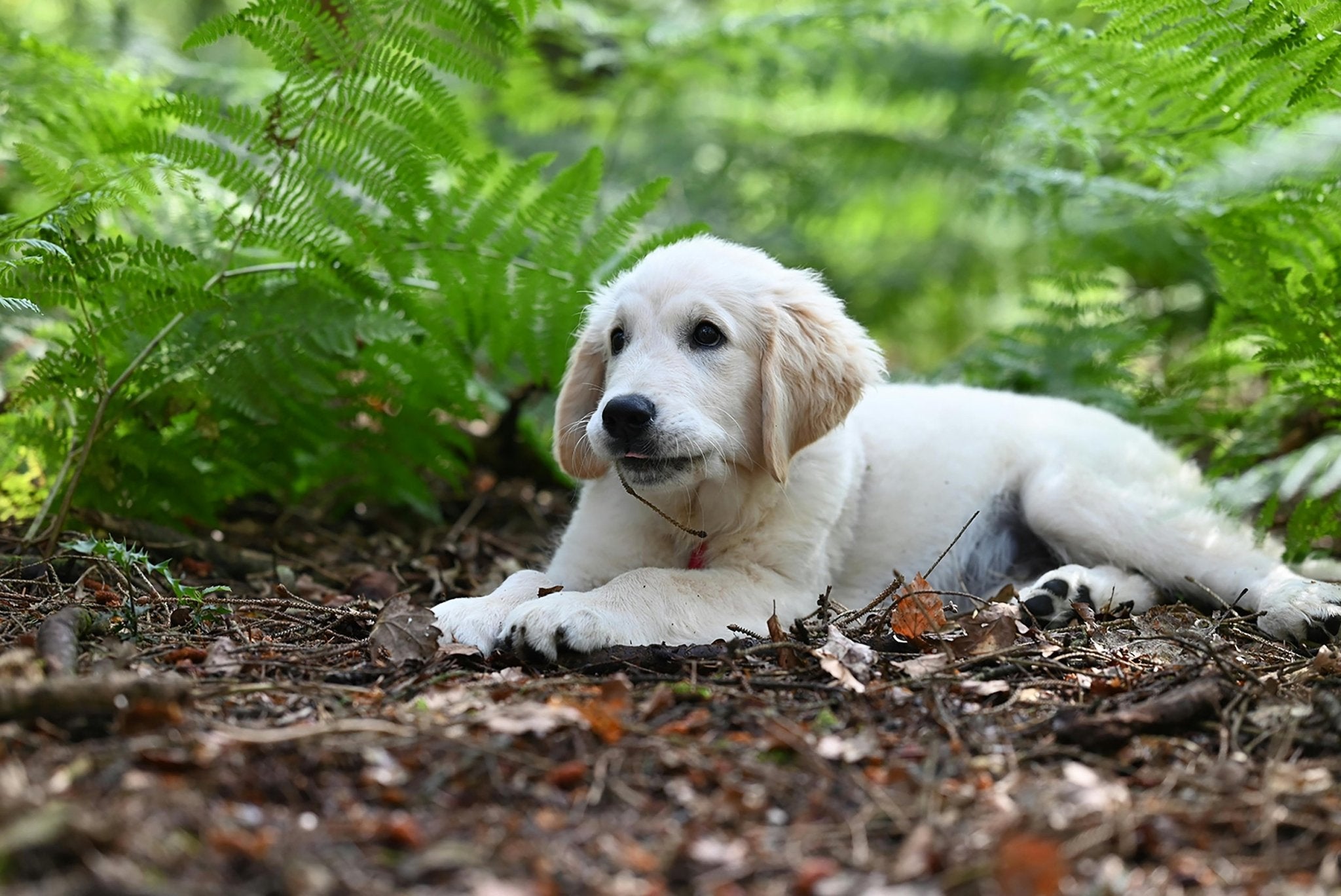Get to know your dog's eyes🐕️ - DBDD