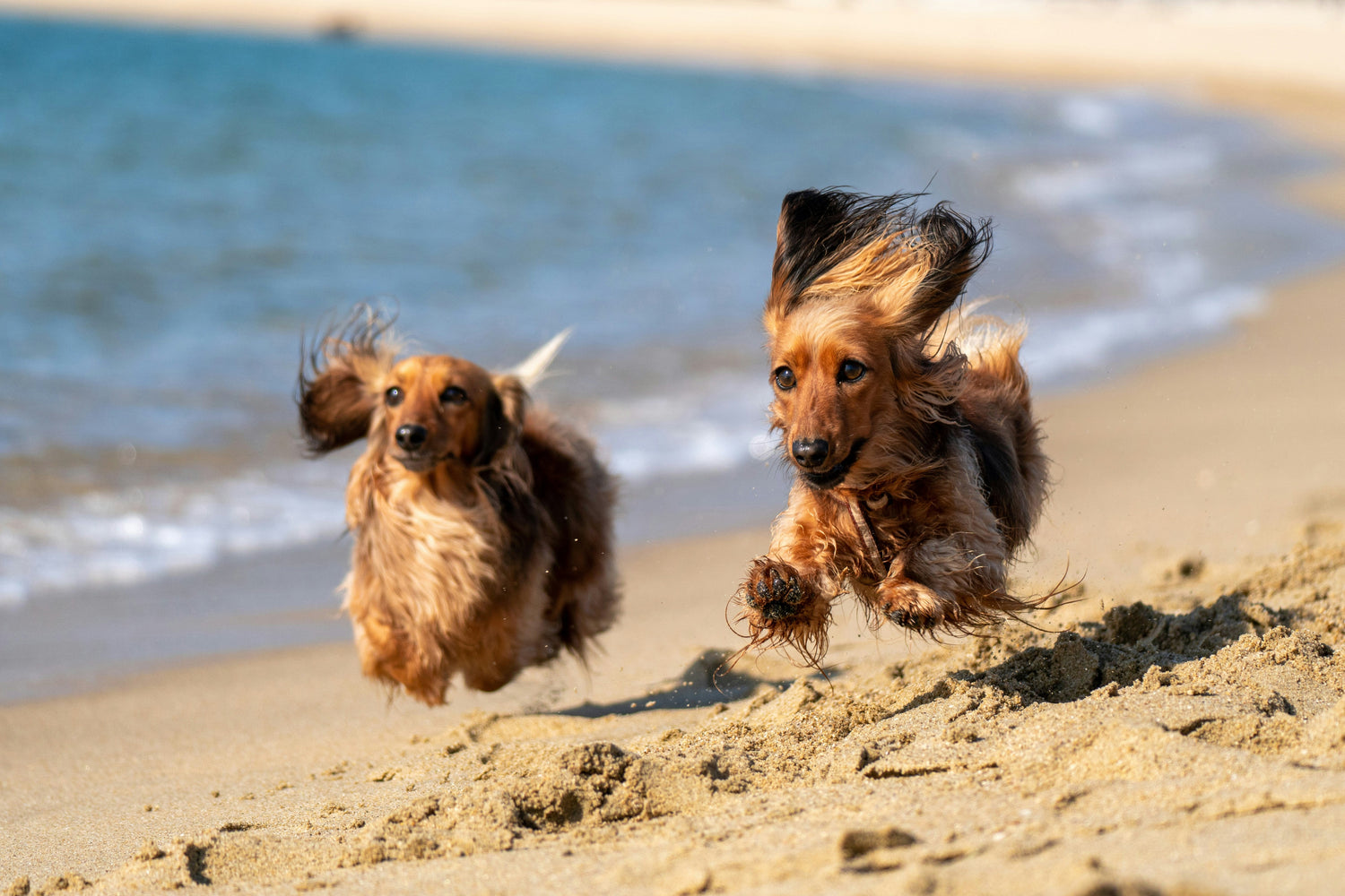 Summer Pet Safety Guide: How to Keep Your Dog Happy and Healthy in the Heat