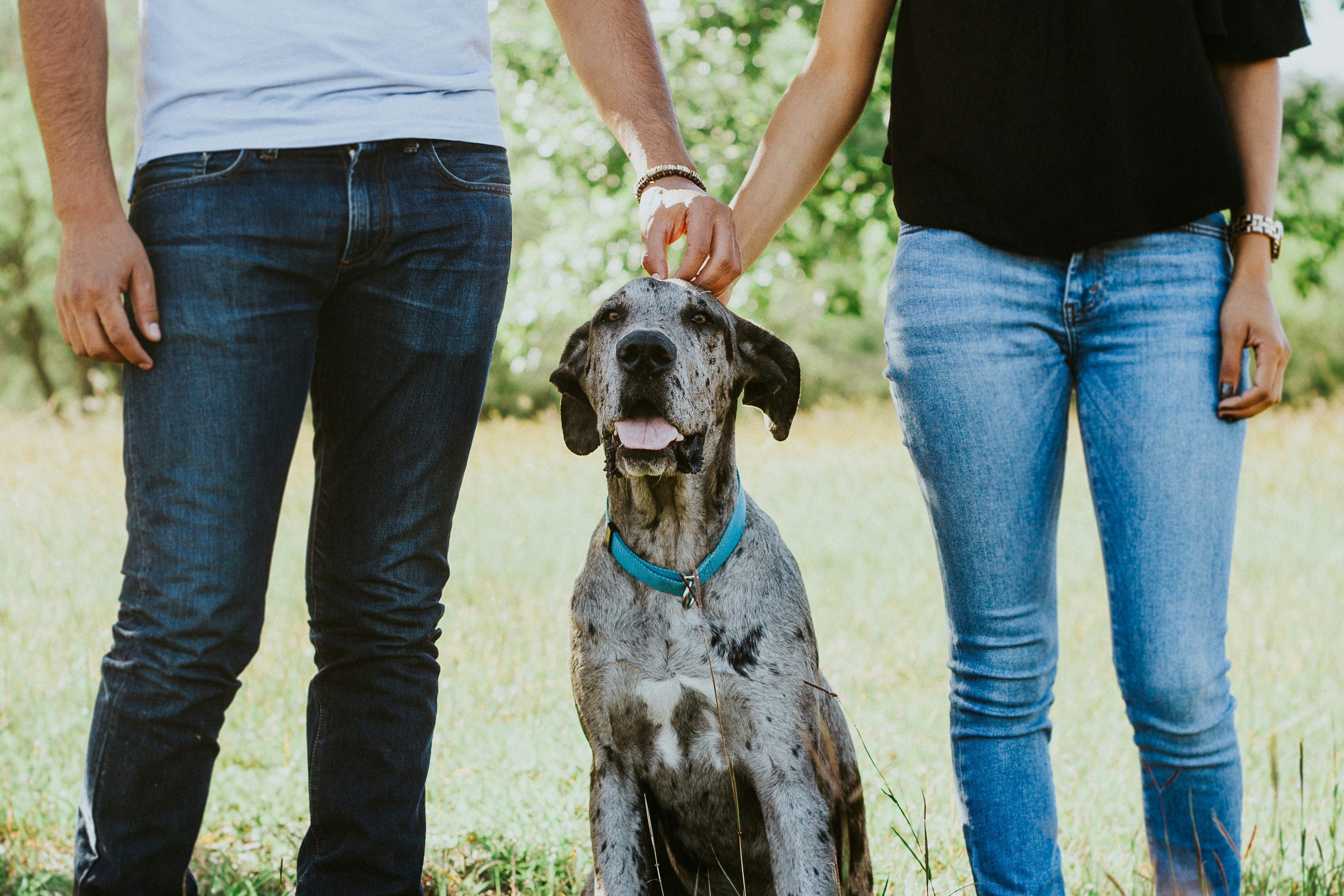 How Pet Owners Use Smart Trackers Every Day