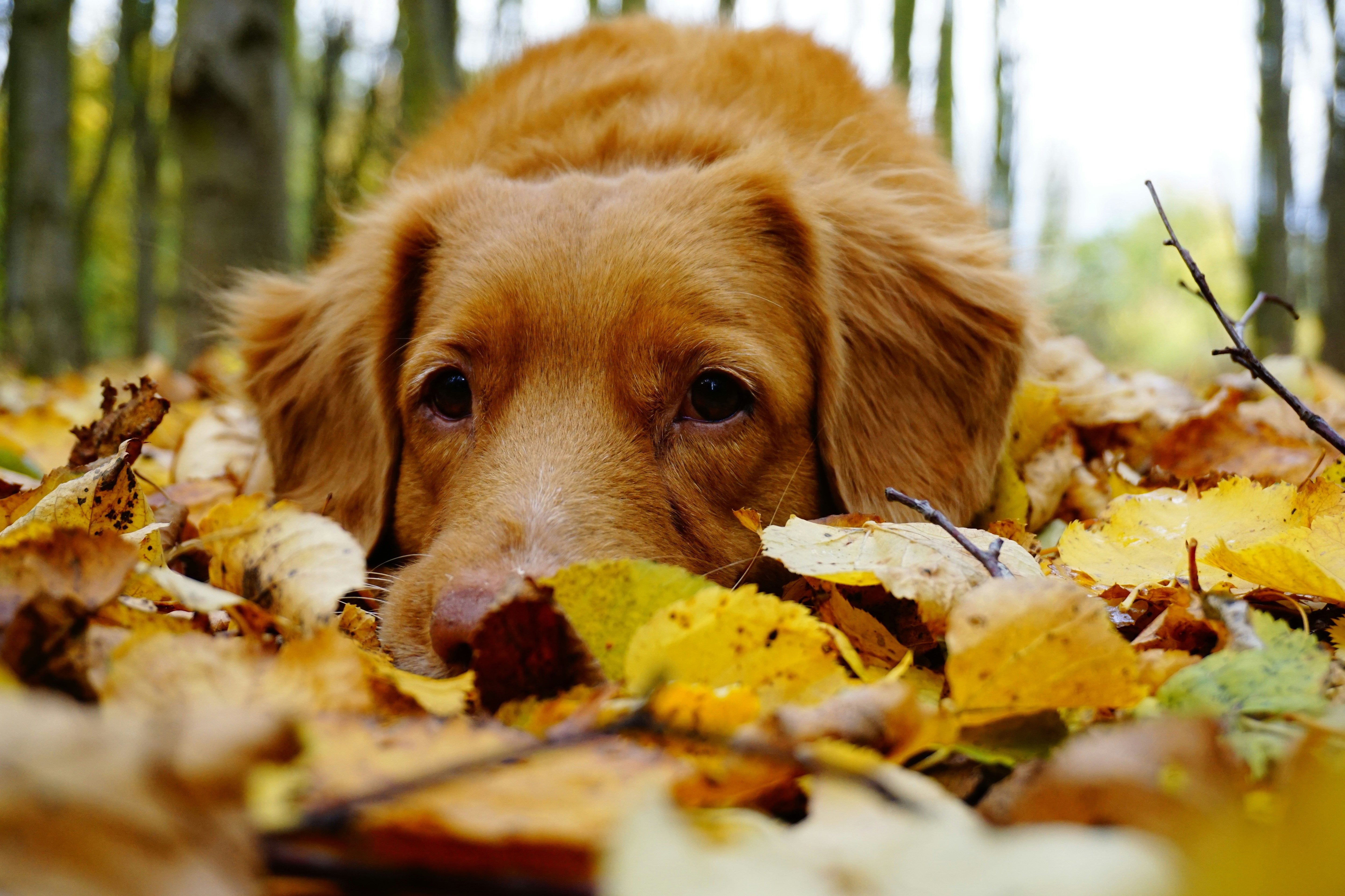 Fall Care Tips for Your Dog🍂 🐕