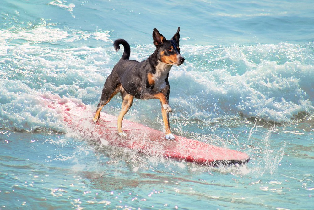 The benefits and precautions for dogs to exercise and swim in summer💦 - DBDD