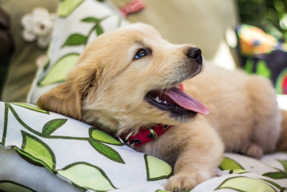 What happens when a dog sleeps? - DBDD