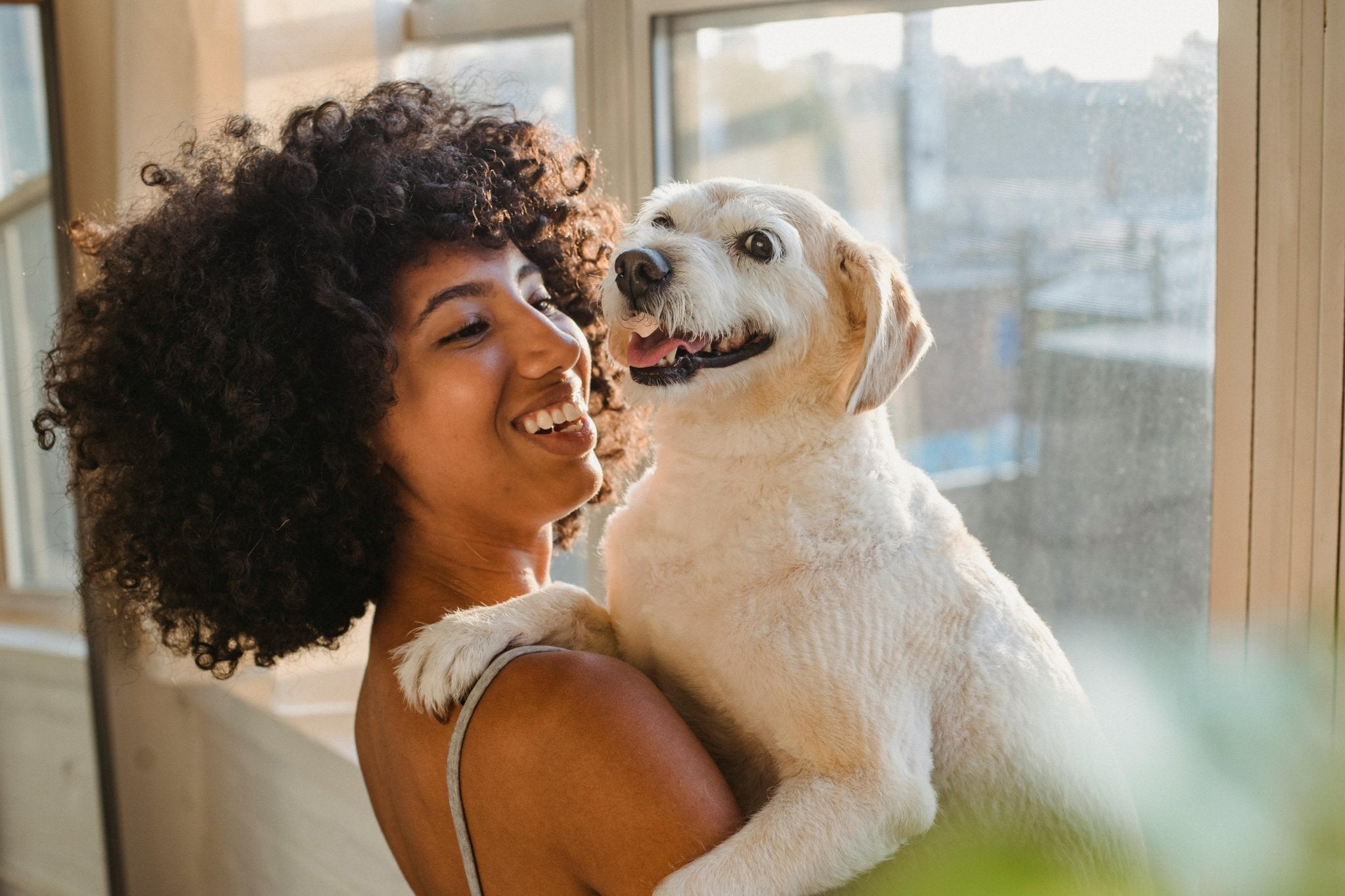 10 Fun Games For Dogs (For When You’re Cooped Up Indoors) - DBDD