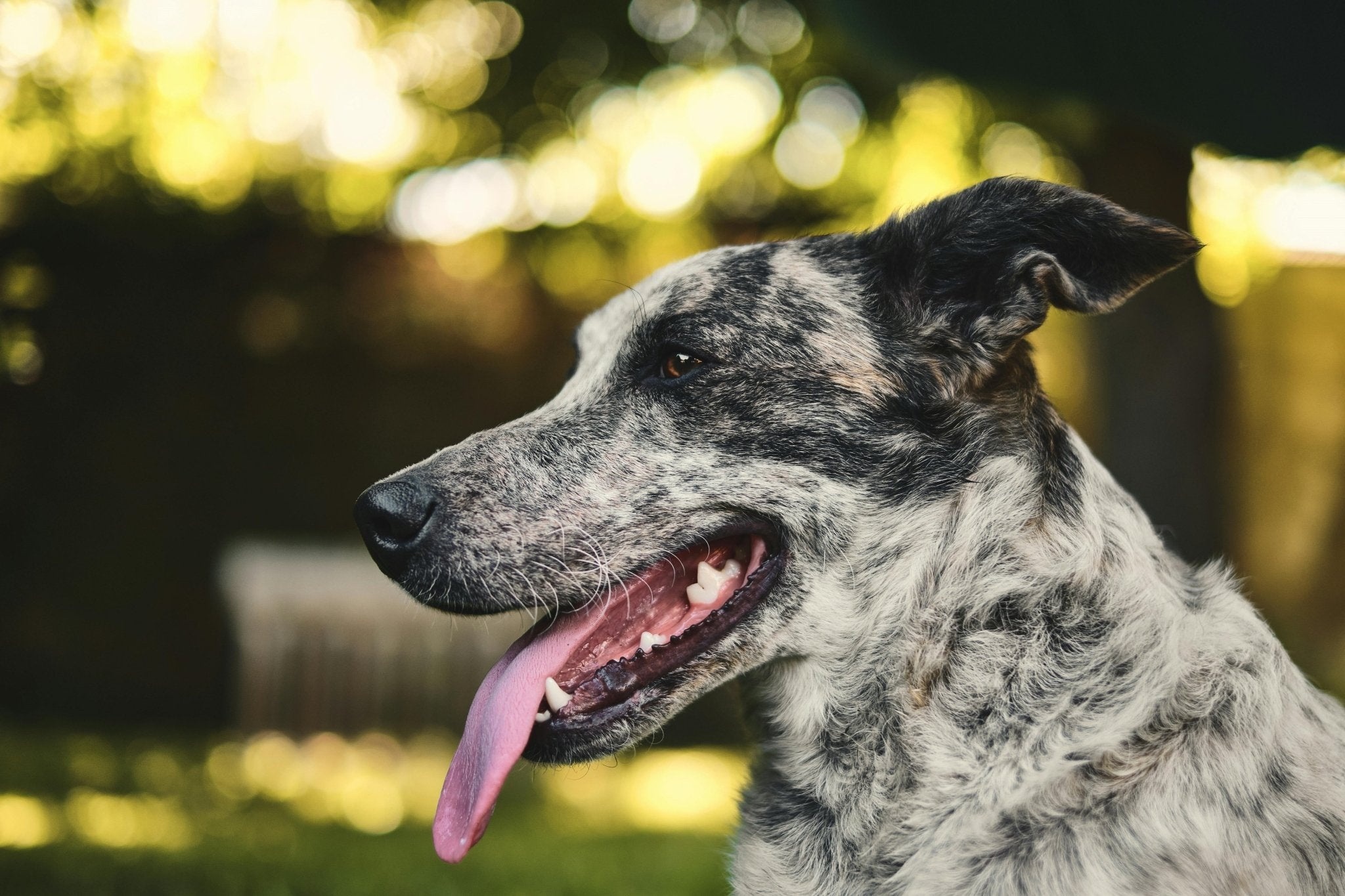 10 Of The Lesser-Known Smartest Dog Breeds - DBDD