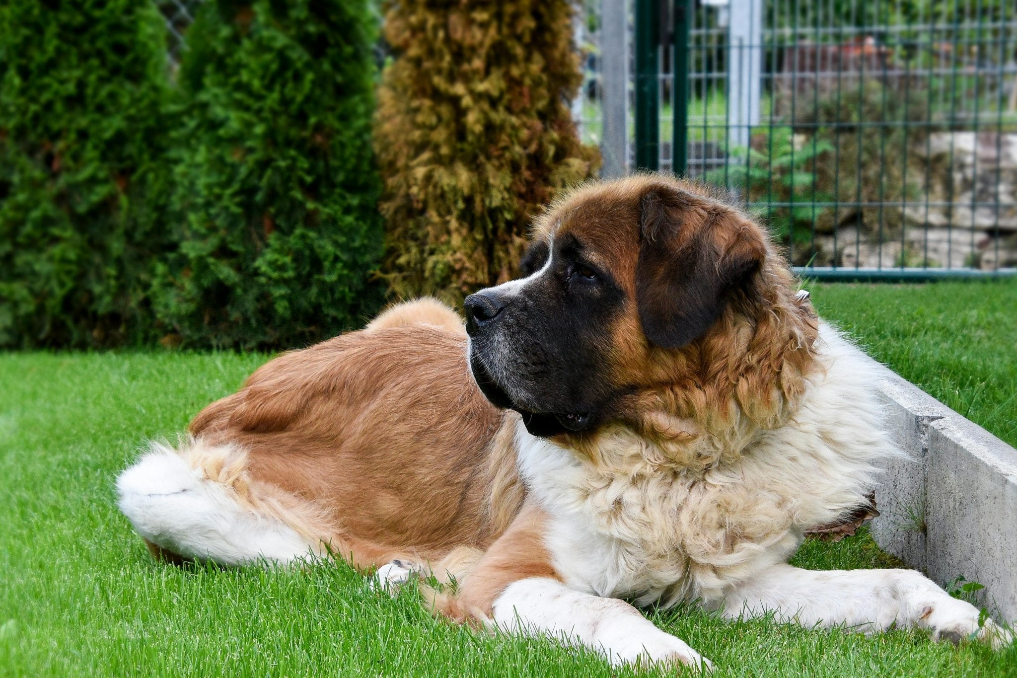 10 Tips for Creating a Fun and Safe Dog-Friendly Backyard - DBDD