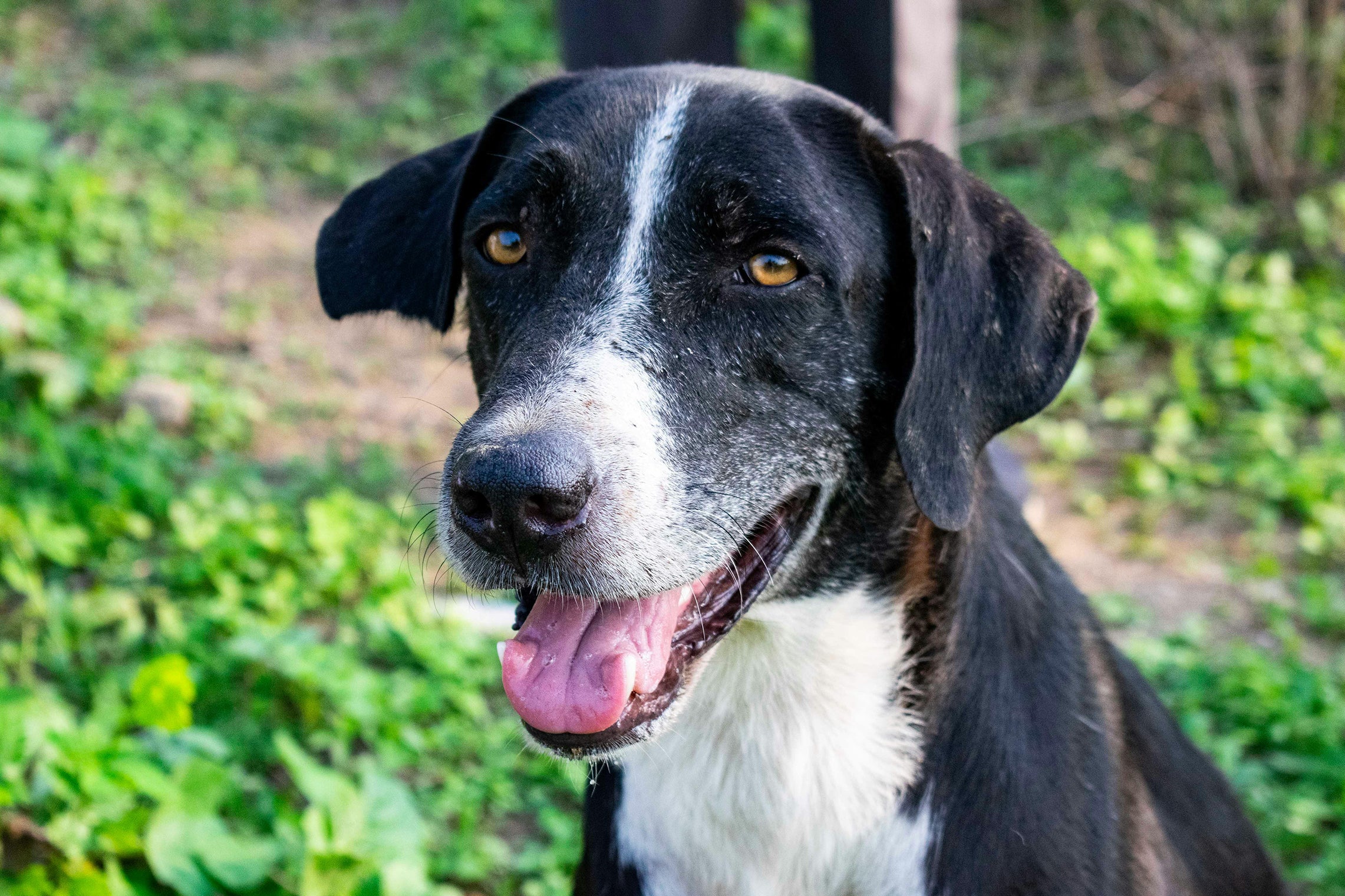 Why does the dog keep sticking his tongue out?