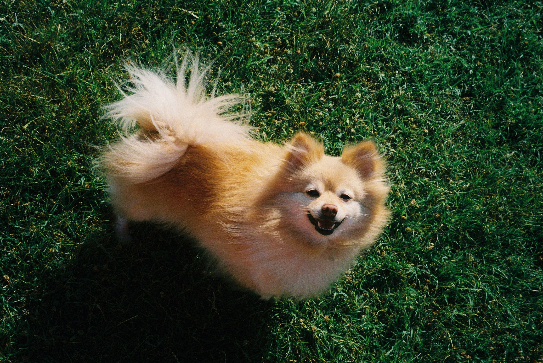 Why Dogs Wag Their Tails？