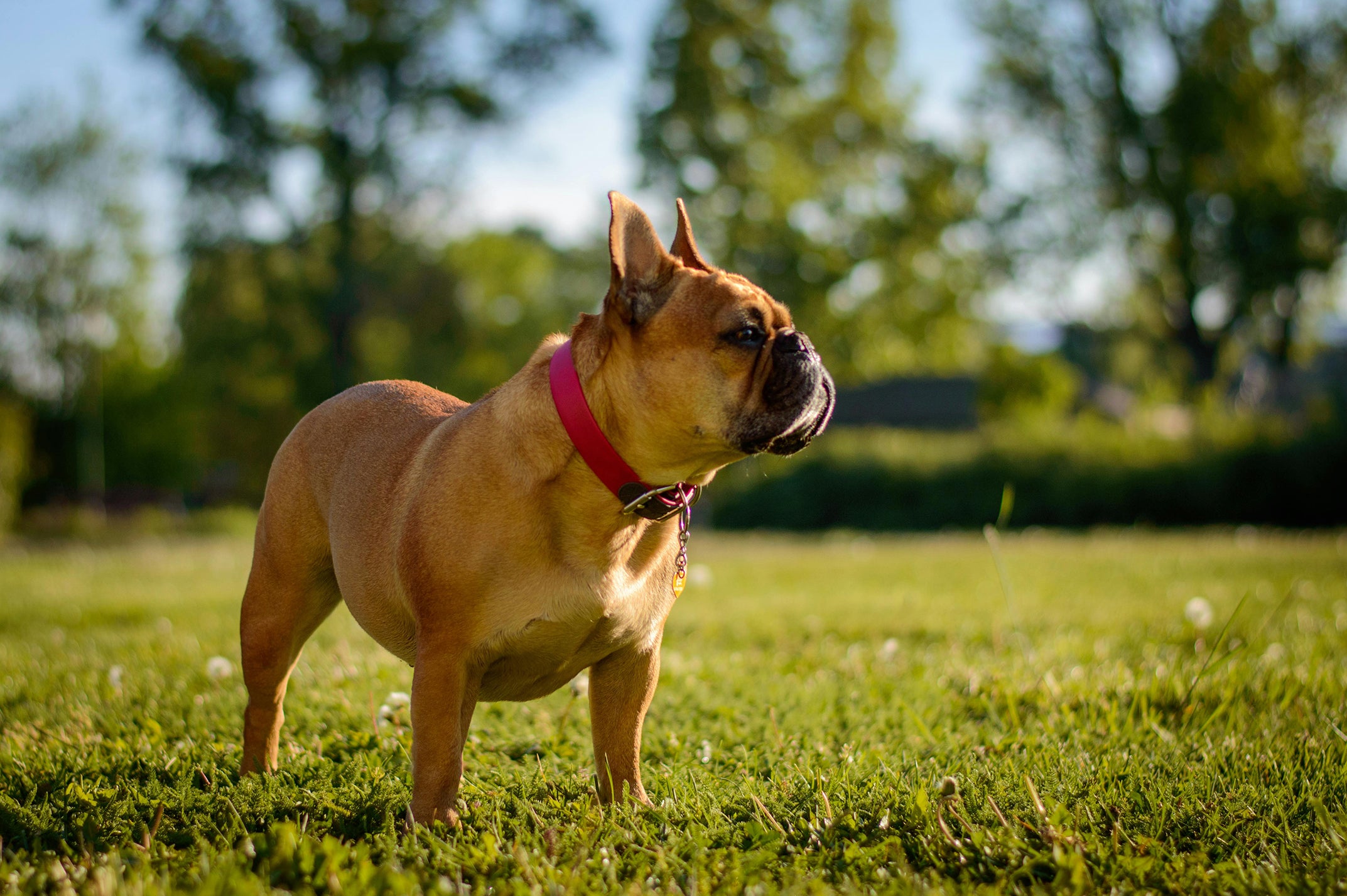 Dog Hobbies