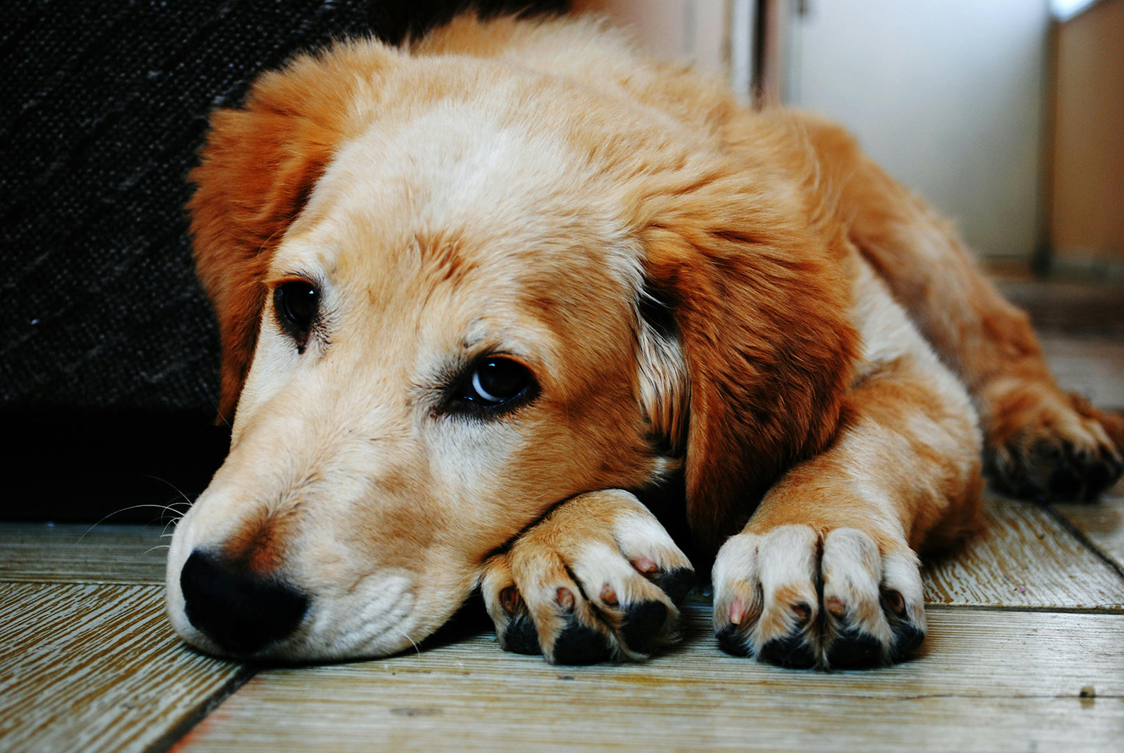The history of dogs🐕