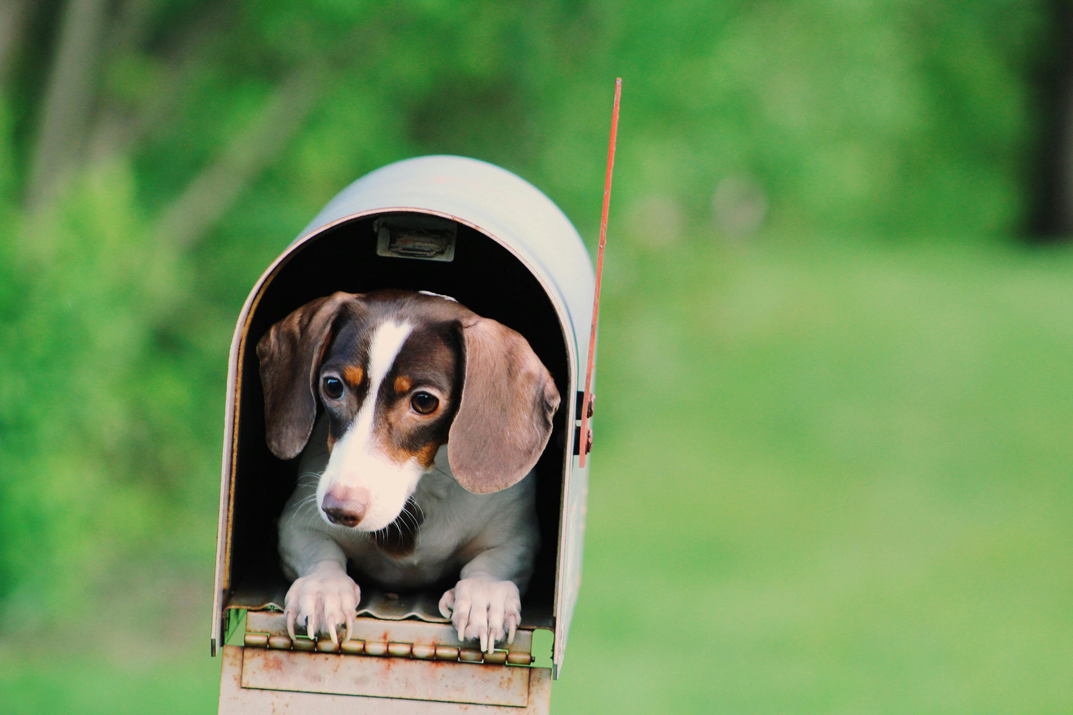 Fun stories about dogs~