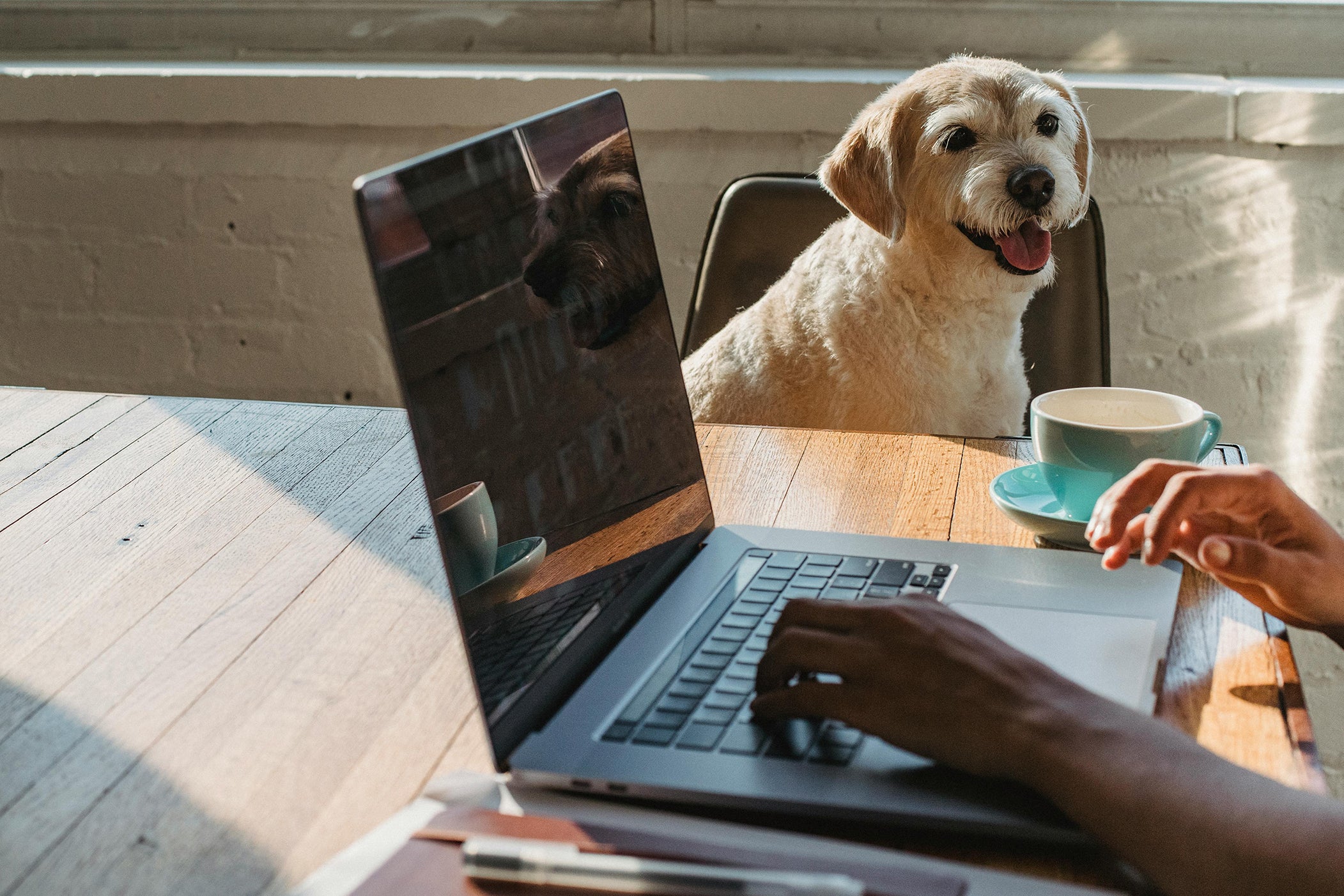 Dog Culture