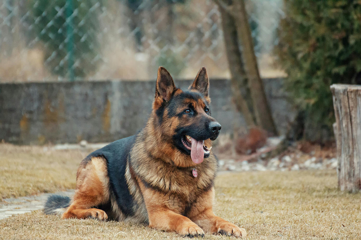 How to make dogs and children get along better