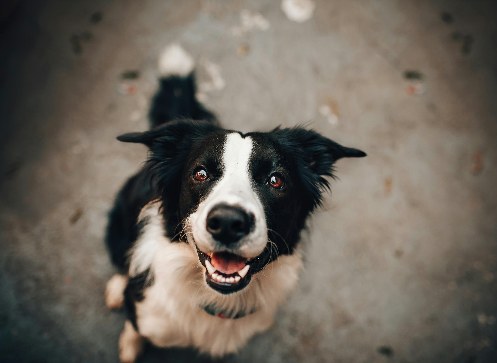 Do you know the eyes of dogs?