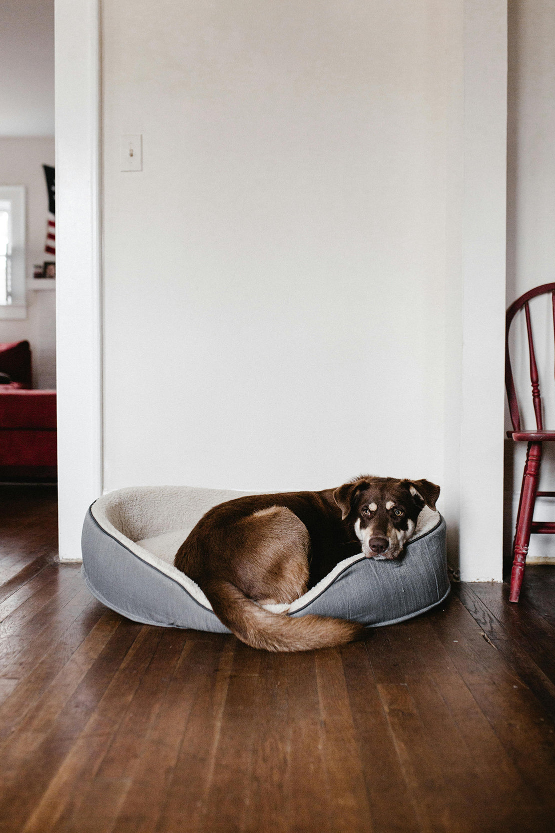 What colors can dogs see? Is it color blind?