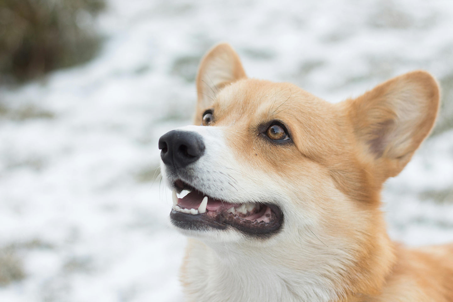 The socialization of dogs