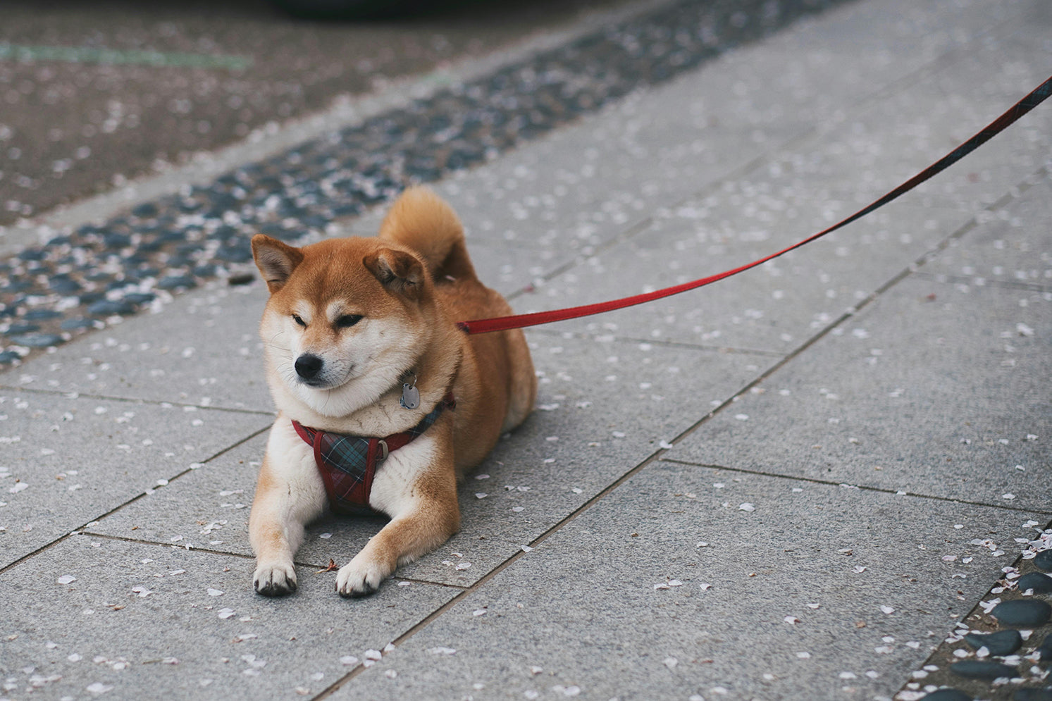 Competitions and activities suitable for dogs