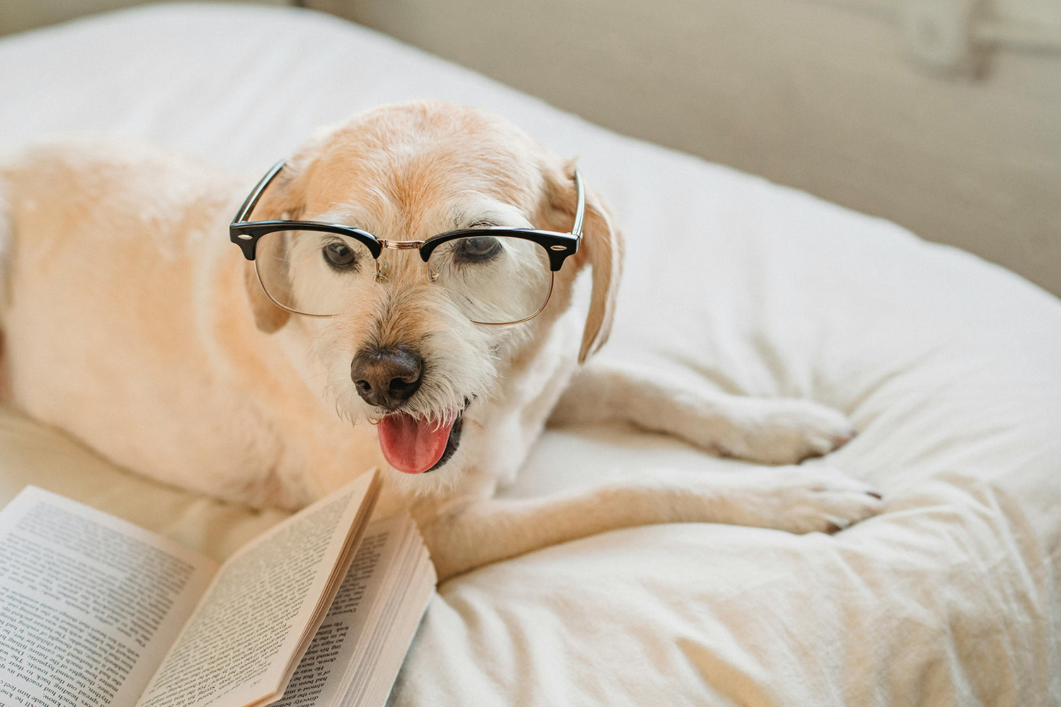 Prevention of Dog Diseases