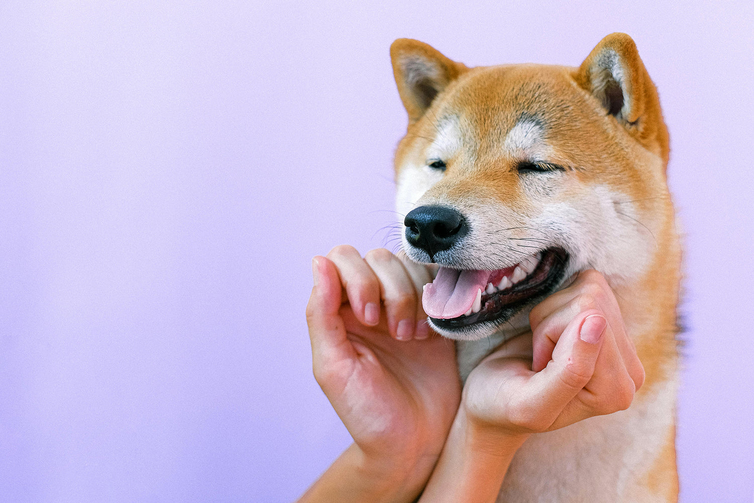 How to identify abnormal behavior in dogs