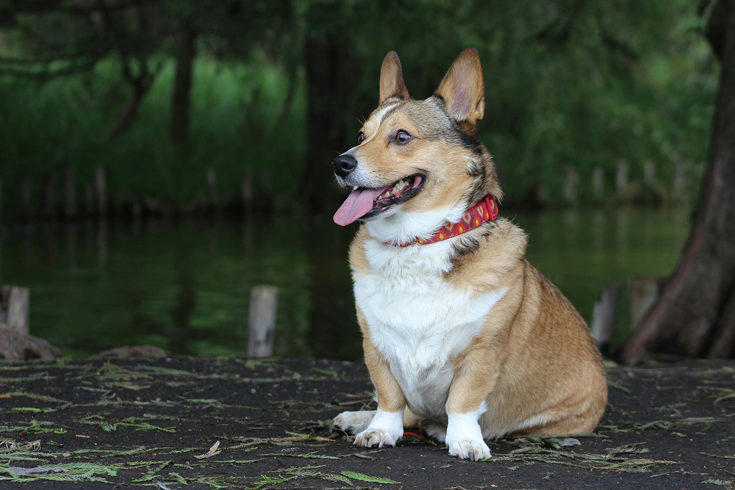 How to help dogs adapt to new environments and things