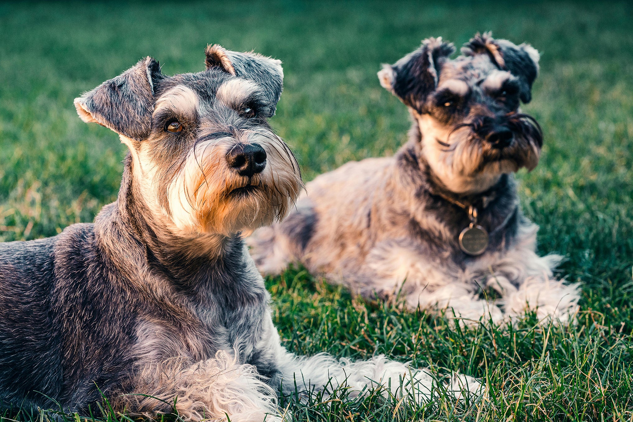 The influence of dogs on social media