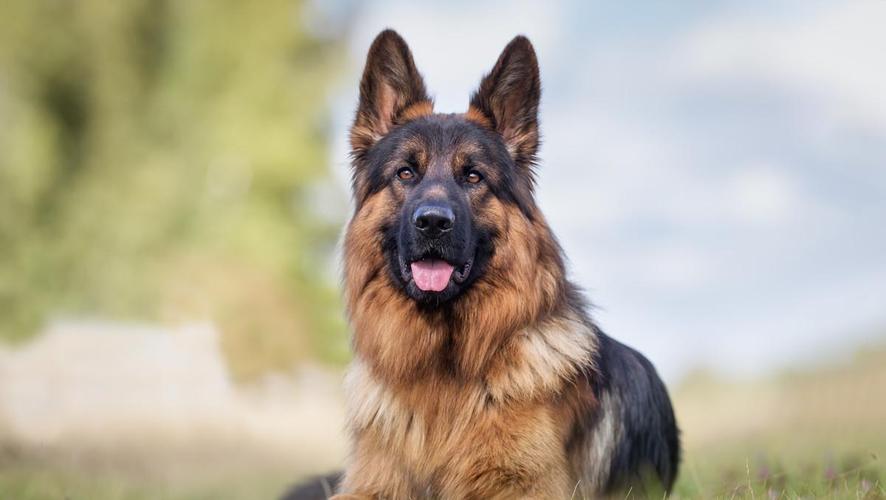 Learn about a Dog Every Day - sheepdog