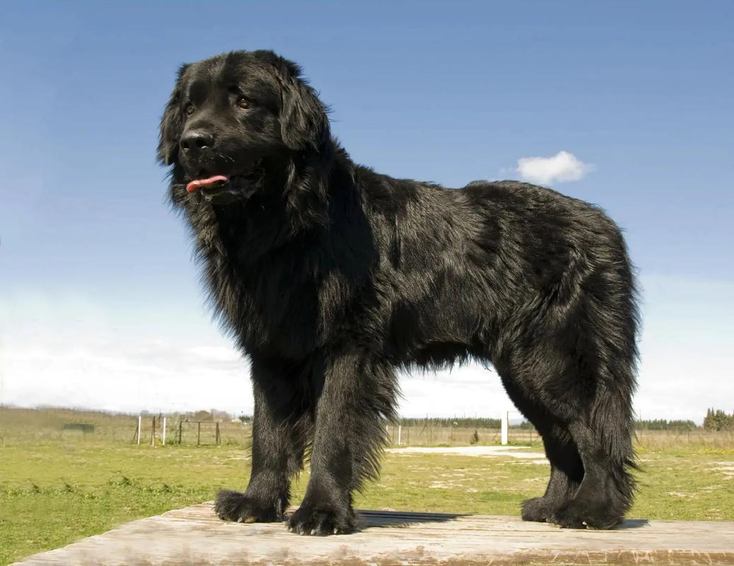 Learn about a Dog Every Day - The Newfoundland Dog