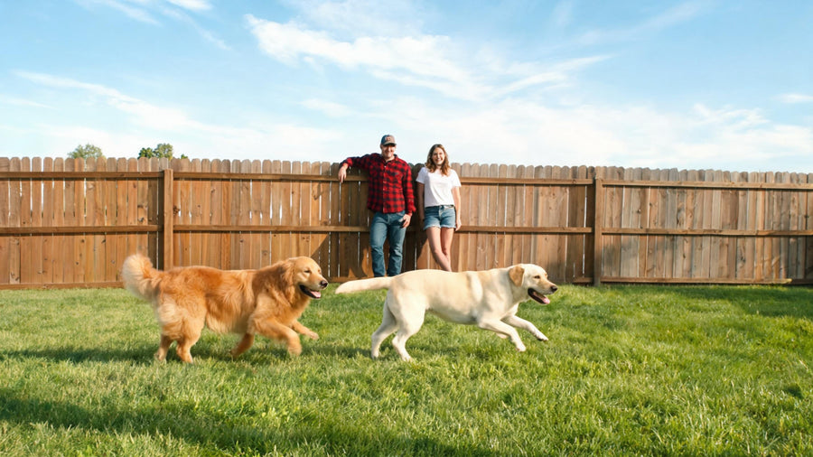 Compatible dogs playing safely under supervision