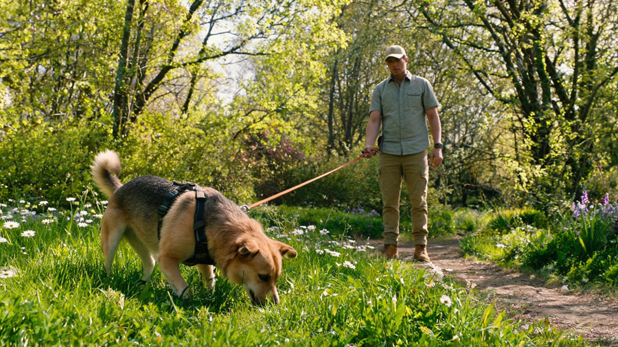 Dog exploring outdoors during spring and summer