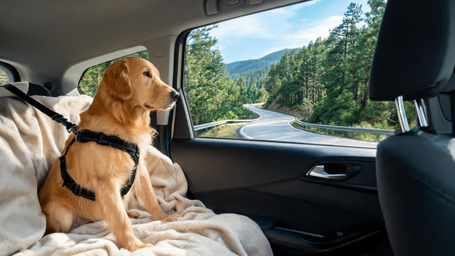Dog riding safely on a winding mountain road